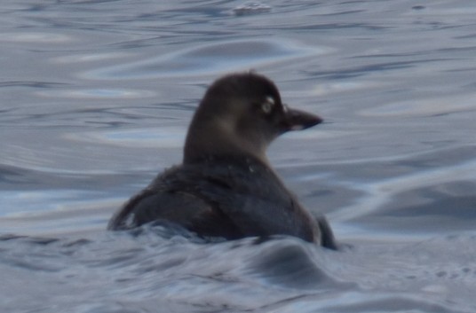 Cassin's Auklet - Connor Goff