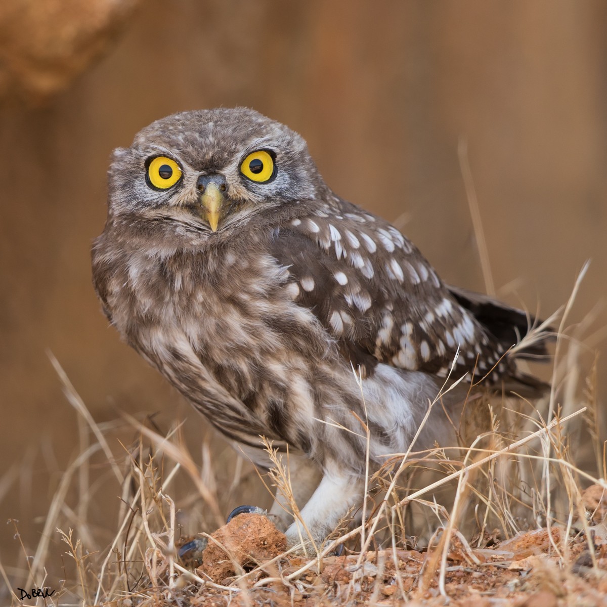 Little Owl - Dobrin Botev