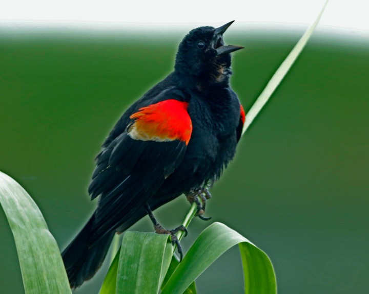 Red-winged Blackbird - Kris Petersen