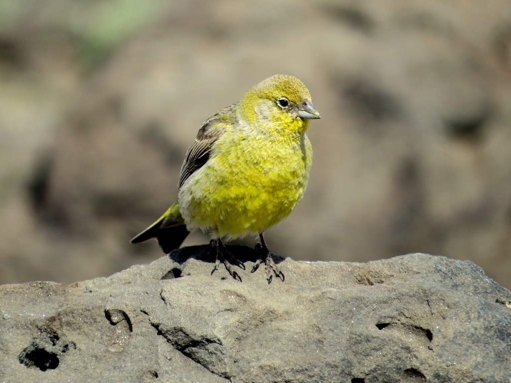 Greater Yellow-Finch - Diego Carús