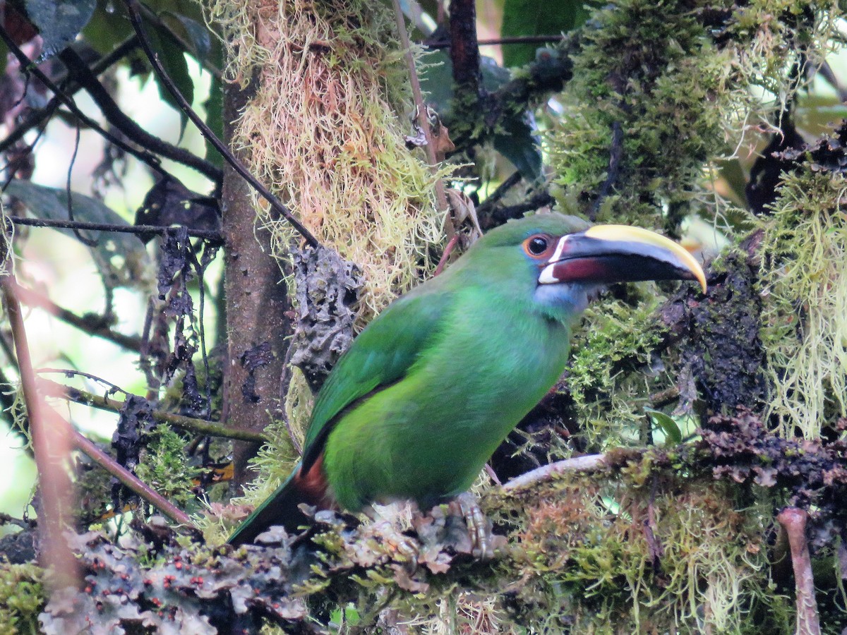 Southern Emerald-Toucanet (Gray-throated) - Larry Schmahl