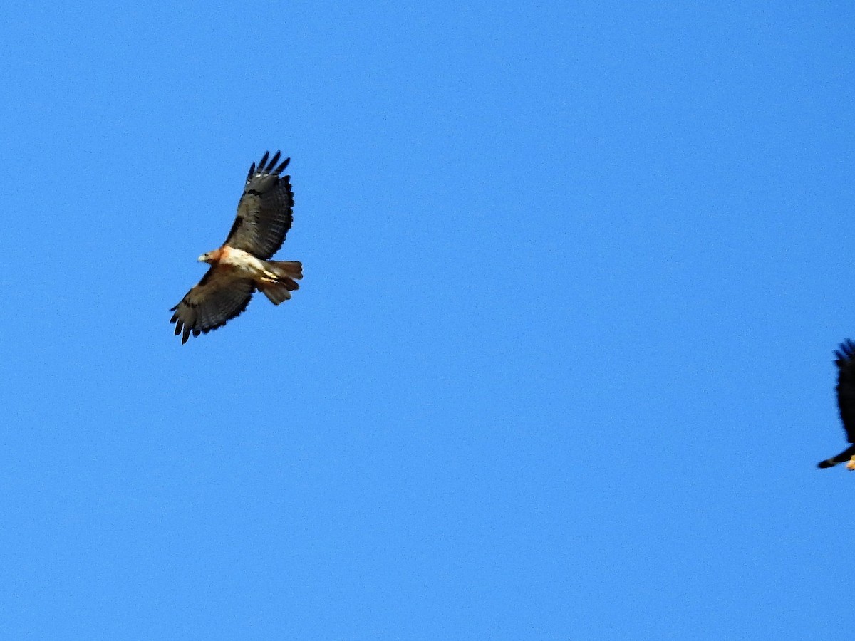 Red-tailed Hawk - ML106761301