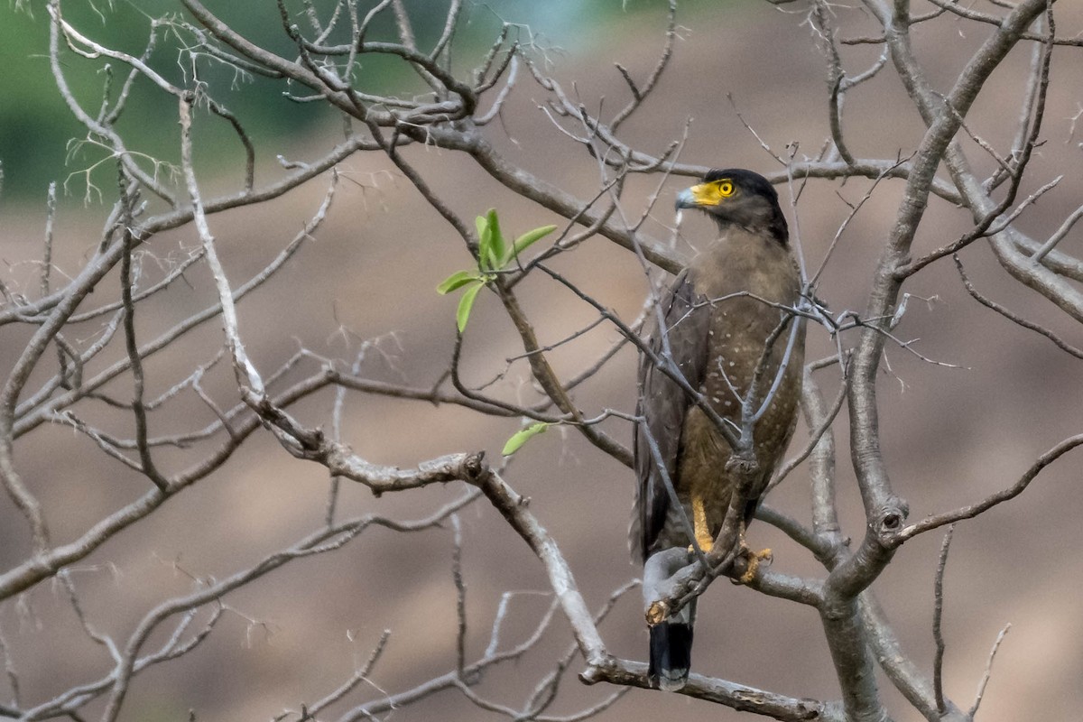 Crested Serpent-Eagle - ML106761871
