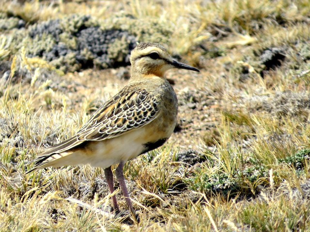 Tawny-throated Dotterel