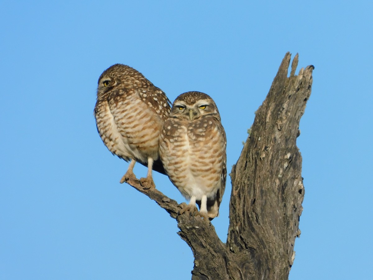 Burrowing Owl - Ulises Ornstein