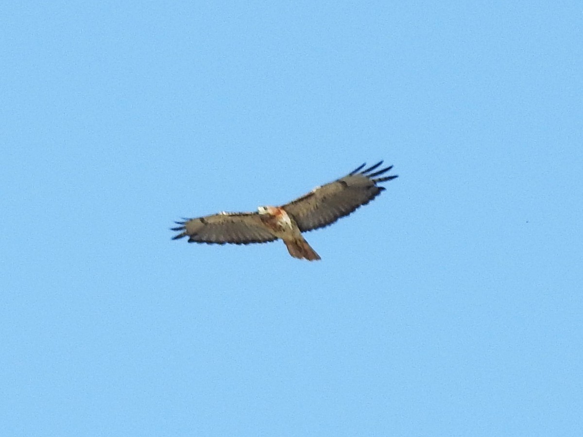 Red-tailed Hawk - ML106762501