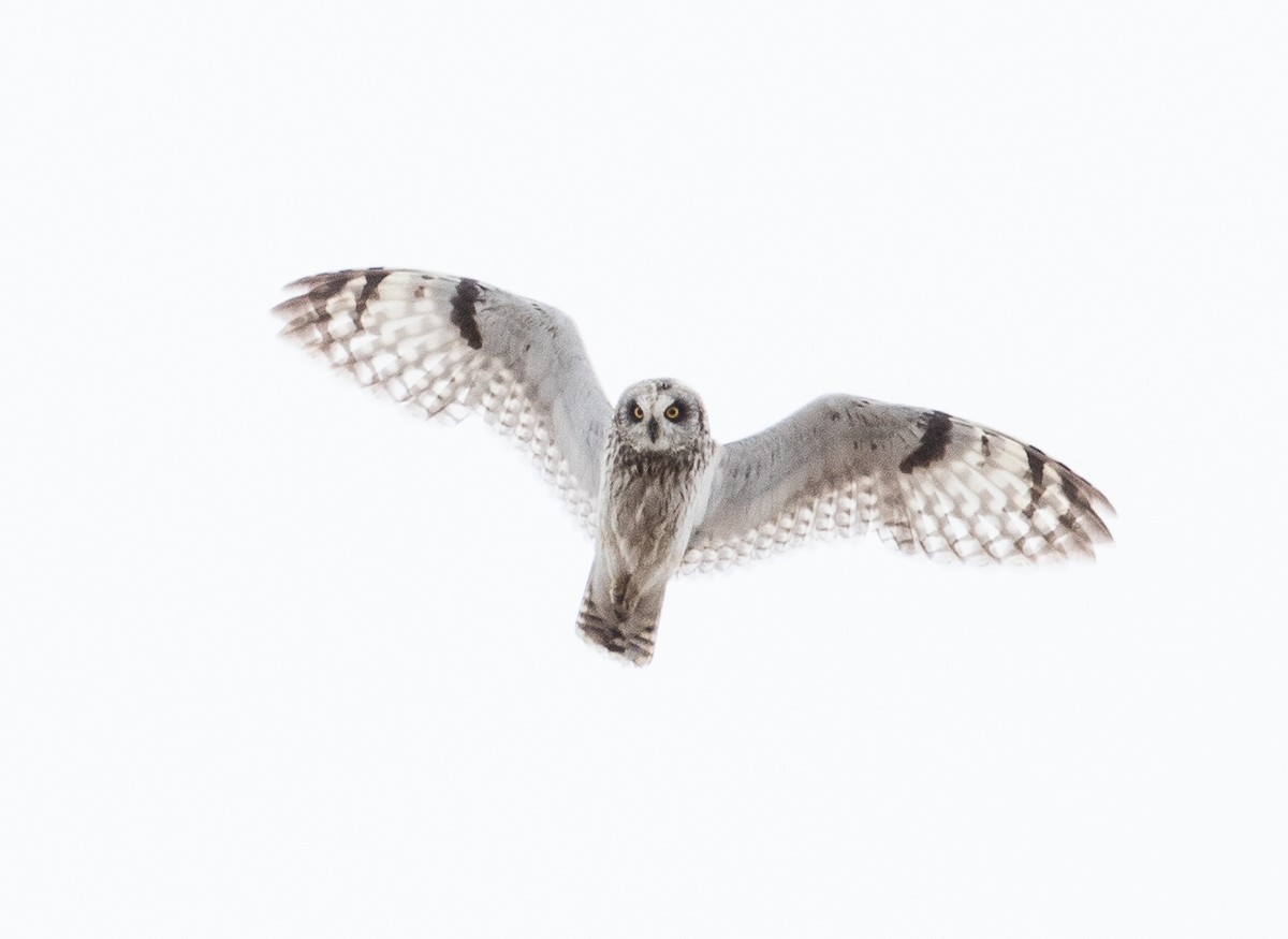 Short-eared Owl - ML106763871