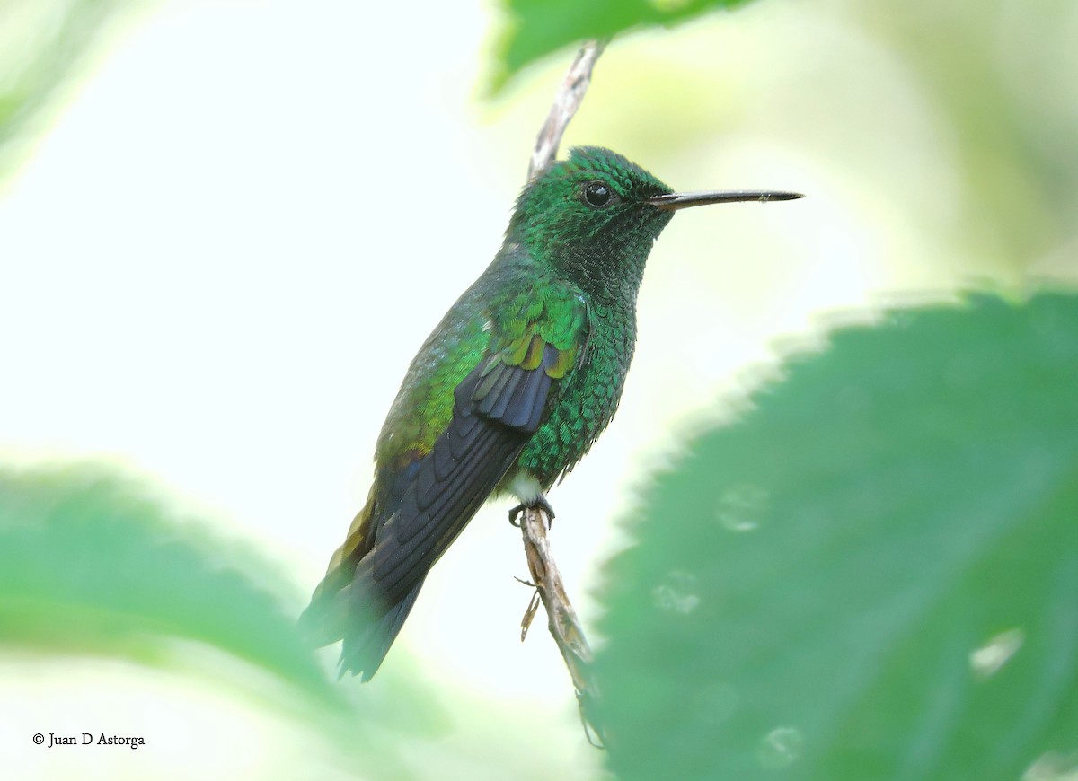 Blue-vented Hummingbird - Juan D Astorga