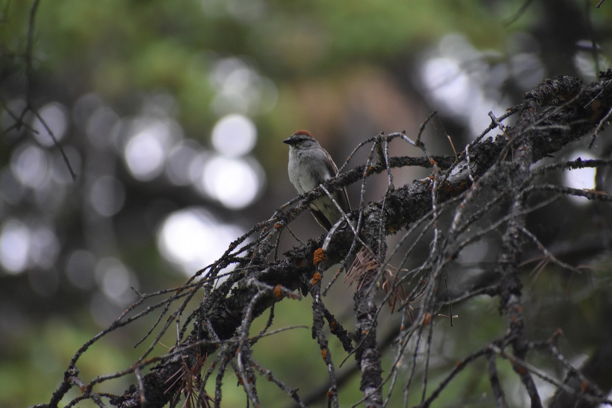 Chipping Sparrow - ML106773541