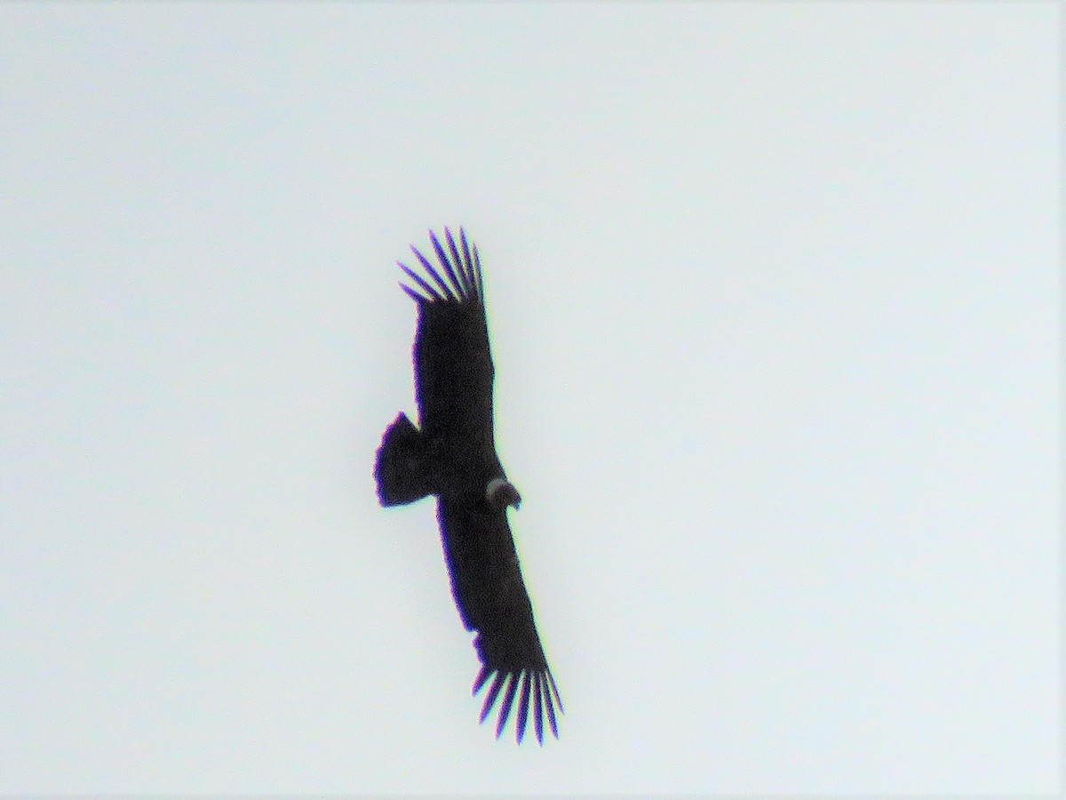 Andean Condor - ML106776851