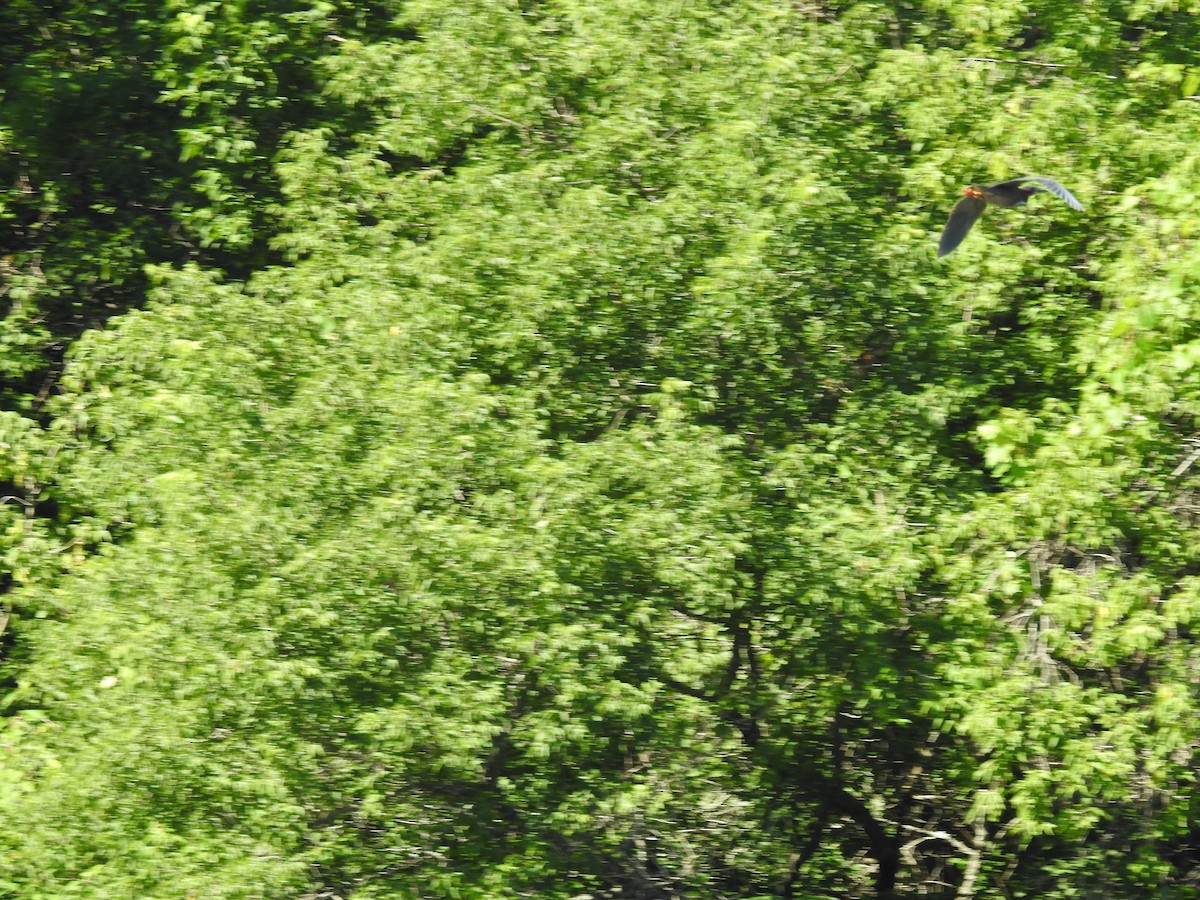 Green Heron - elwood bracey