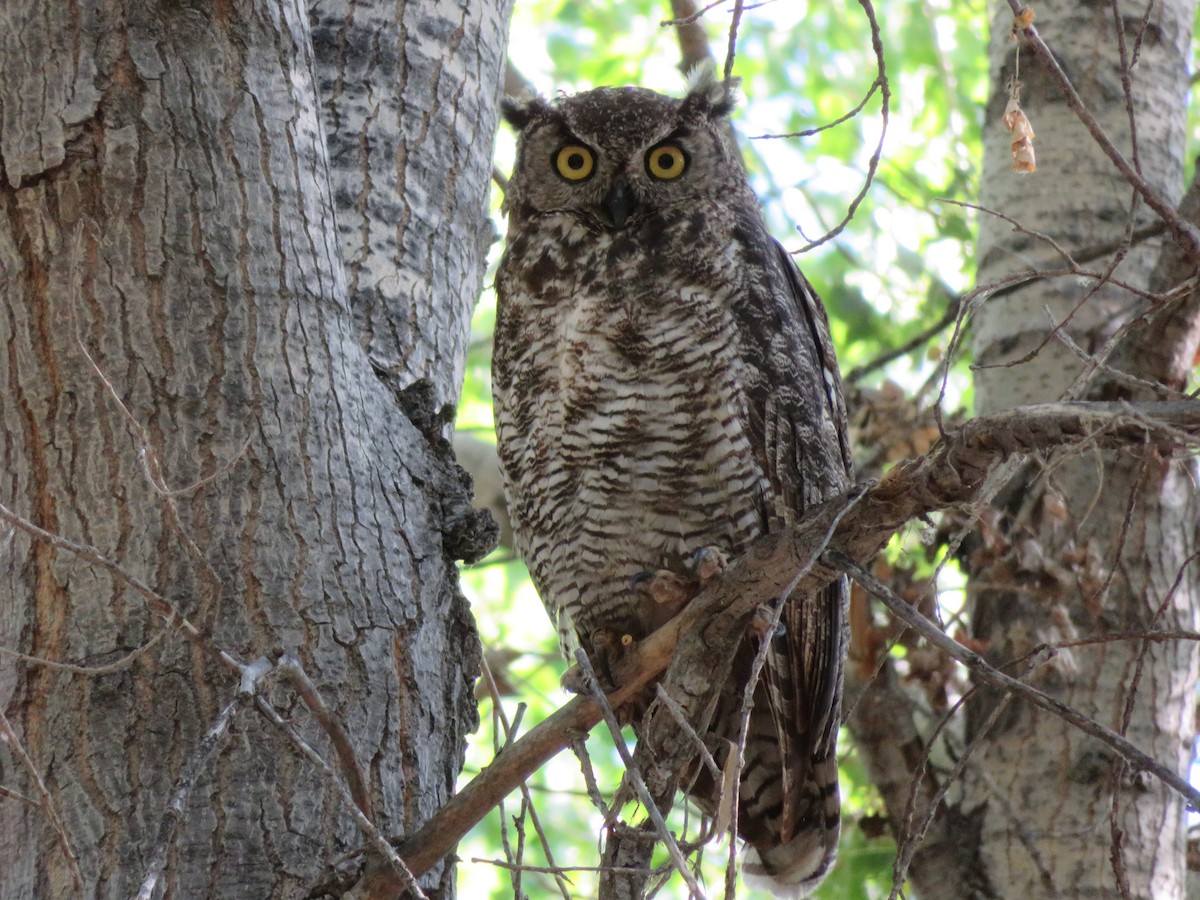 Great Horned Owl - ML106778431