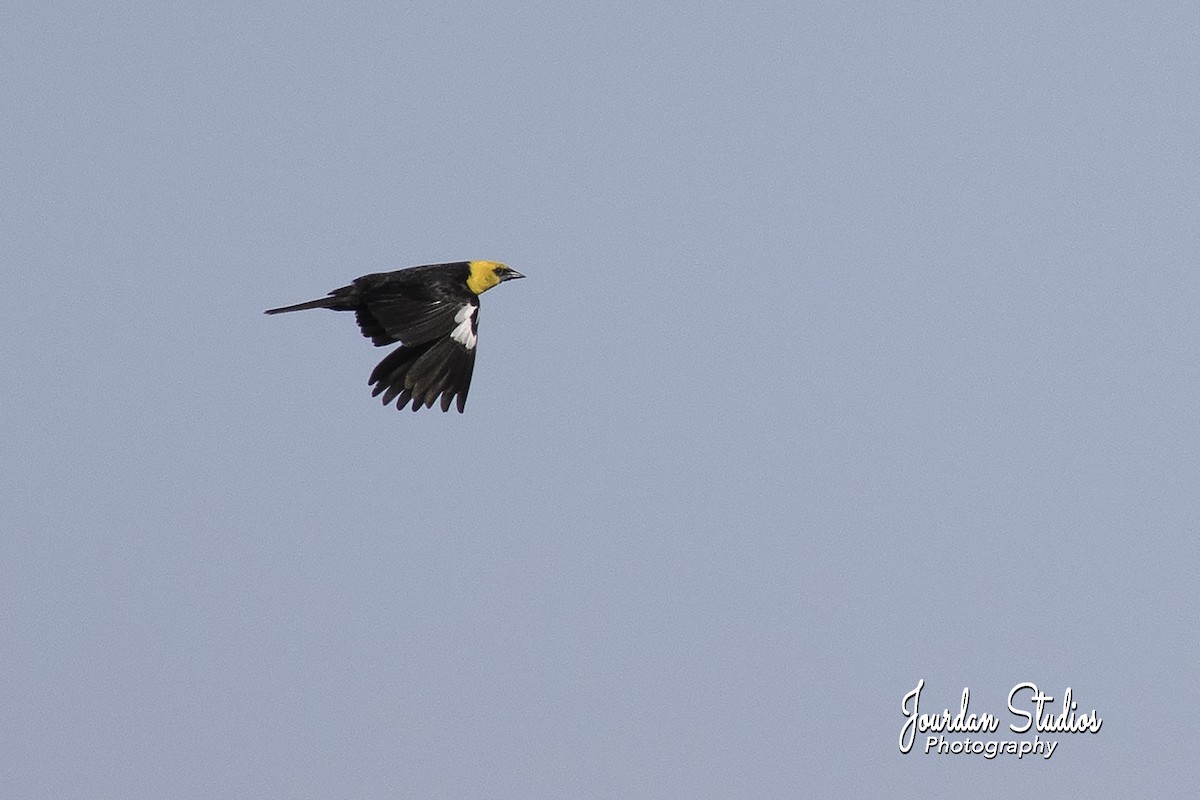 Yellow-headed Blackbird - Jerome Jourdan