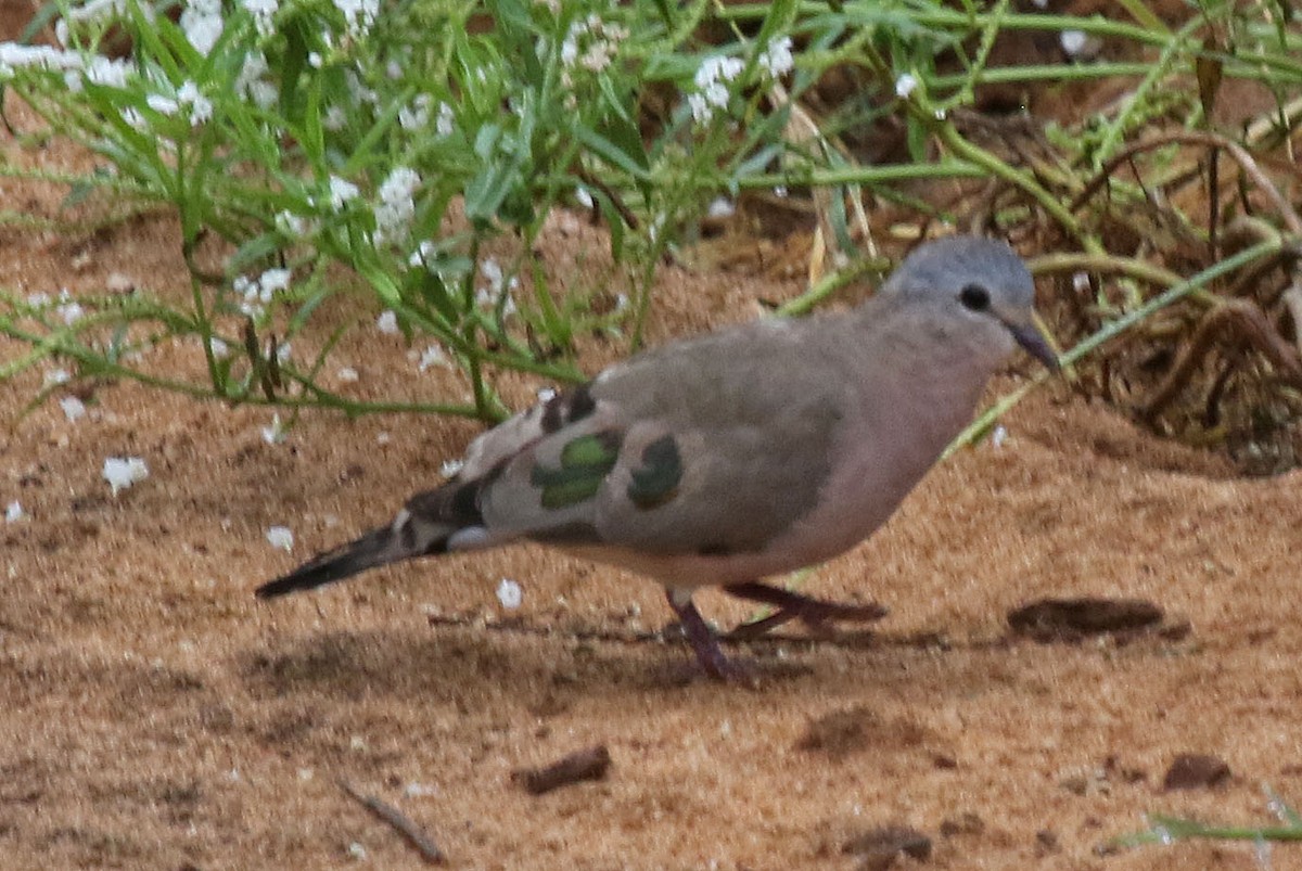 Emerald-spotted Wood-Dove - Joan and/or George Sims