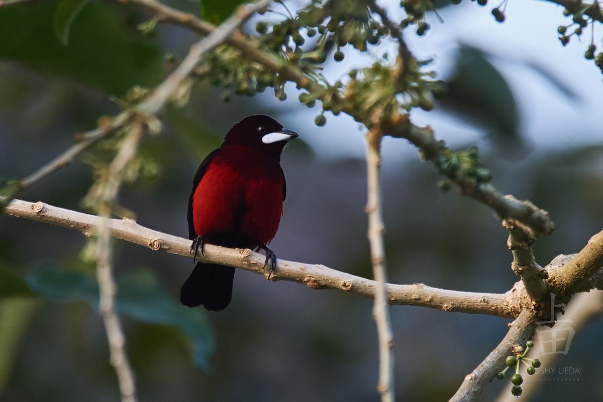 Black-bellied Tanager - Anonymous