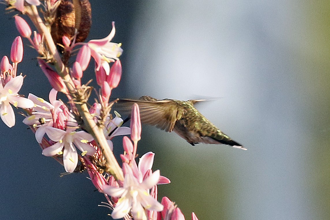 Black-chinned Hummingbird - David McQuade