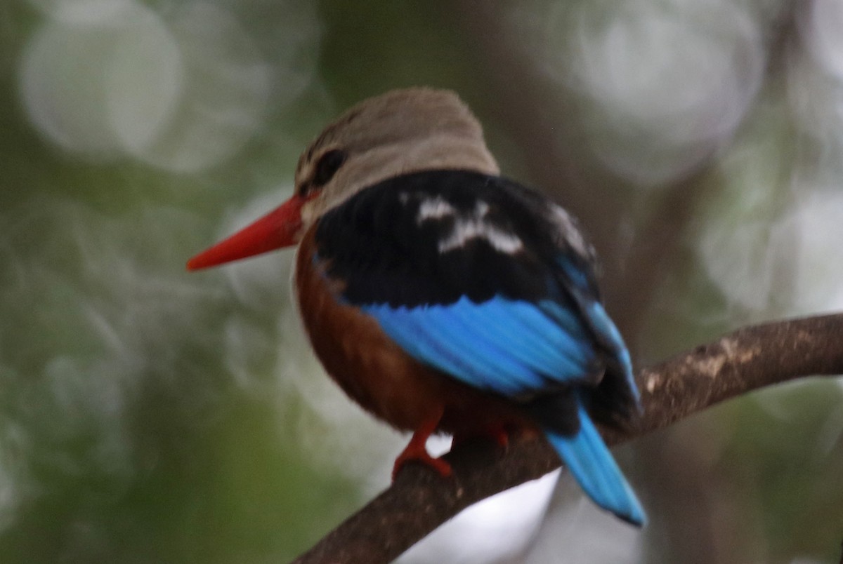 Gray-headed Kingfisher - Joan and/or George Sims