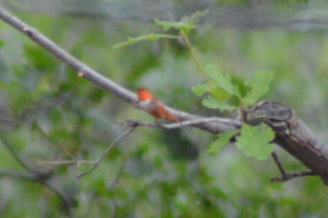 Rufous Hummingbird - ML106784921