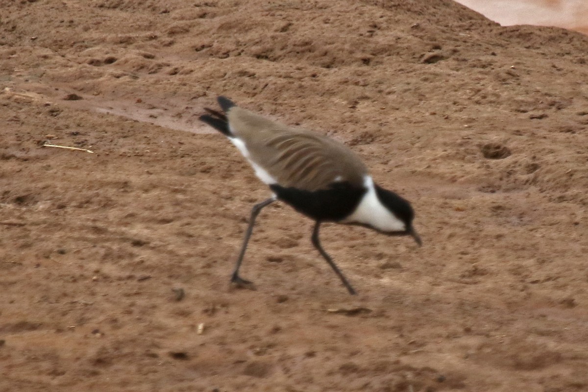 Spur-winged Lapwing - ML106785051