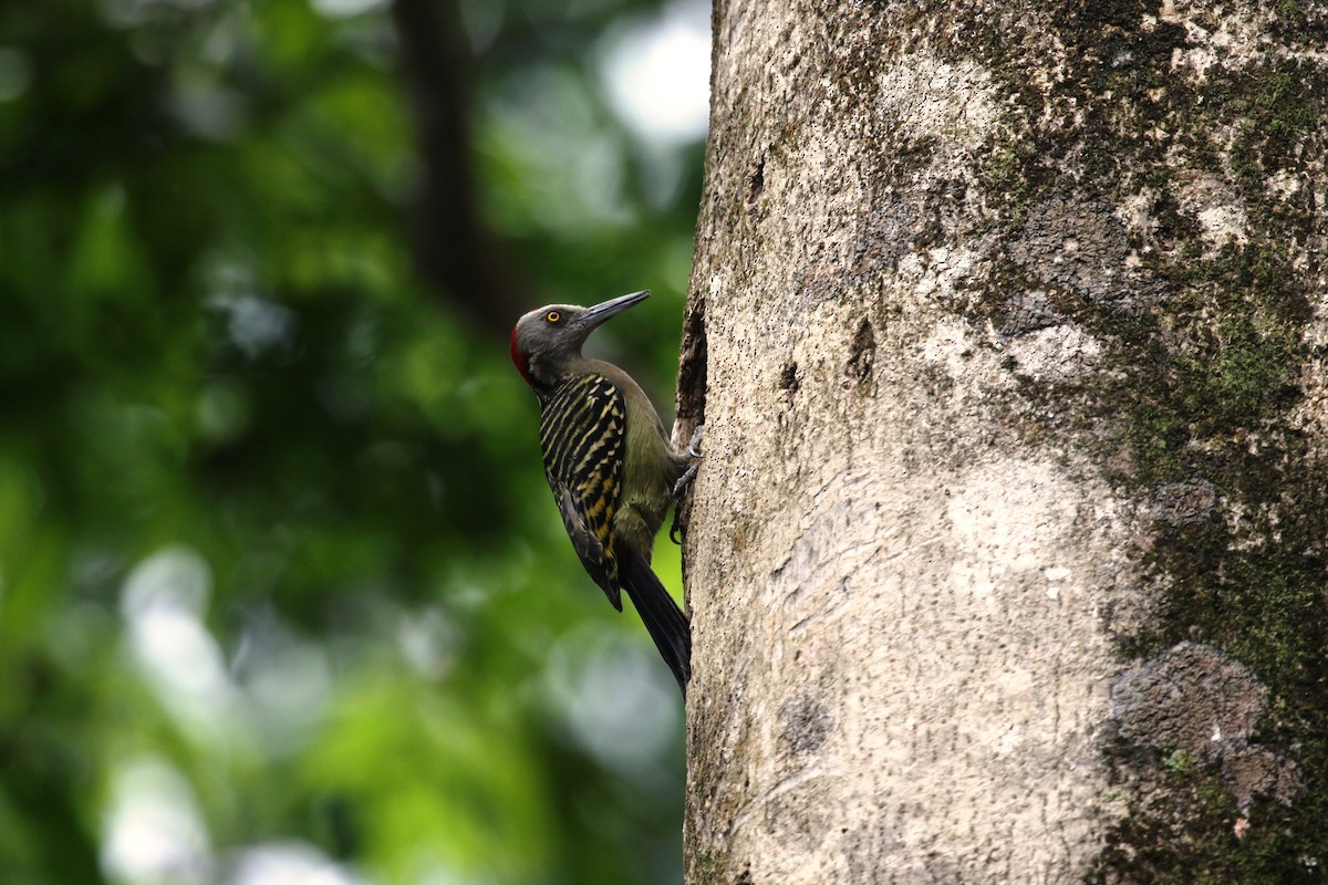 Hispaniolan Woodpecker - Alcides L. Morales Pérez