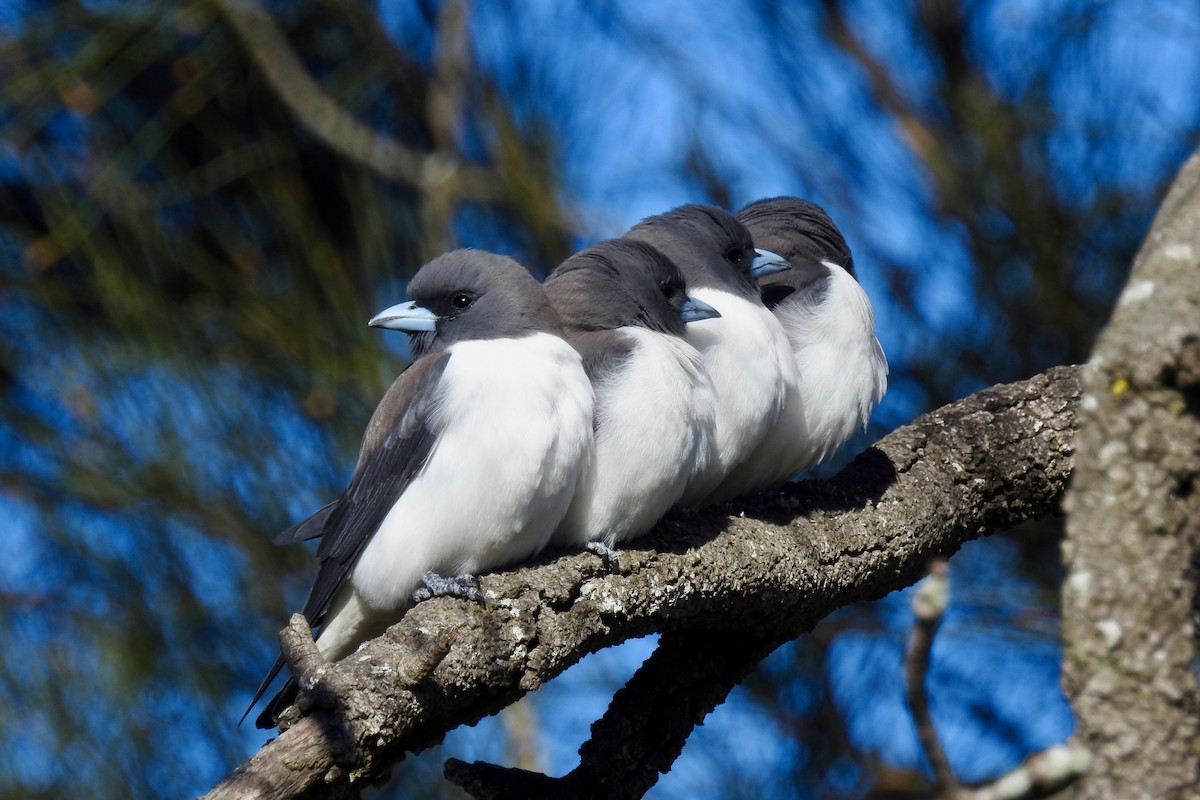 White-breasted Woodswallow - ML106786441