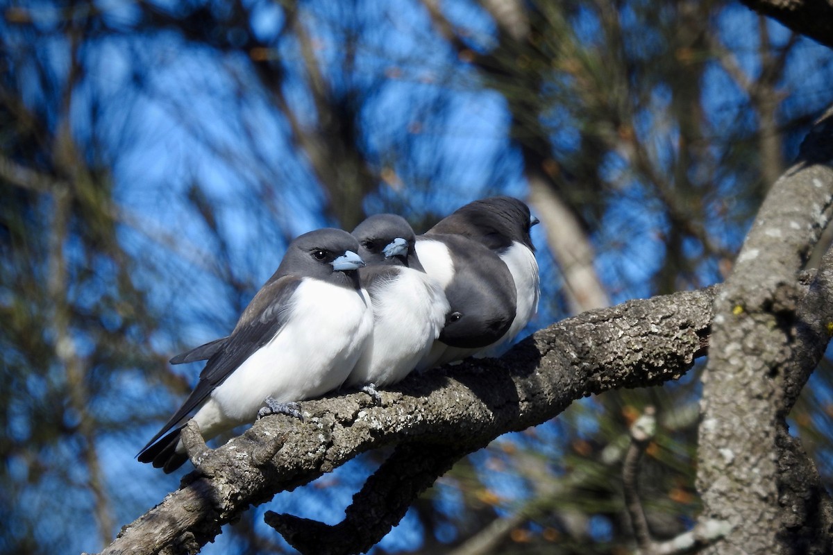 White-breasted Woodswallow - ML106786451