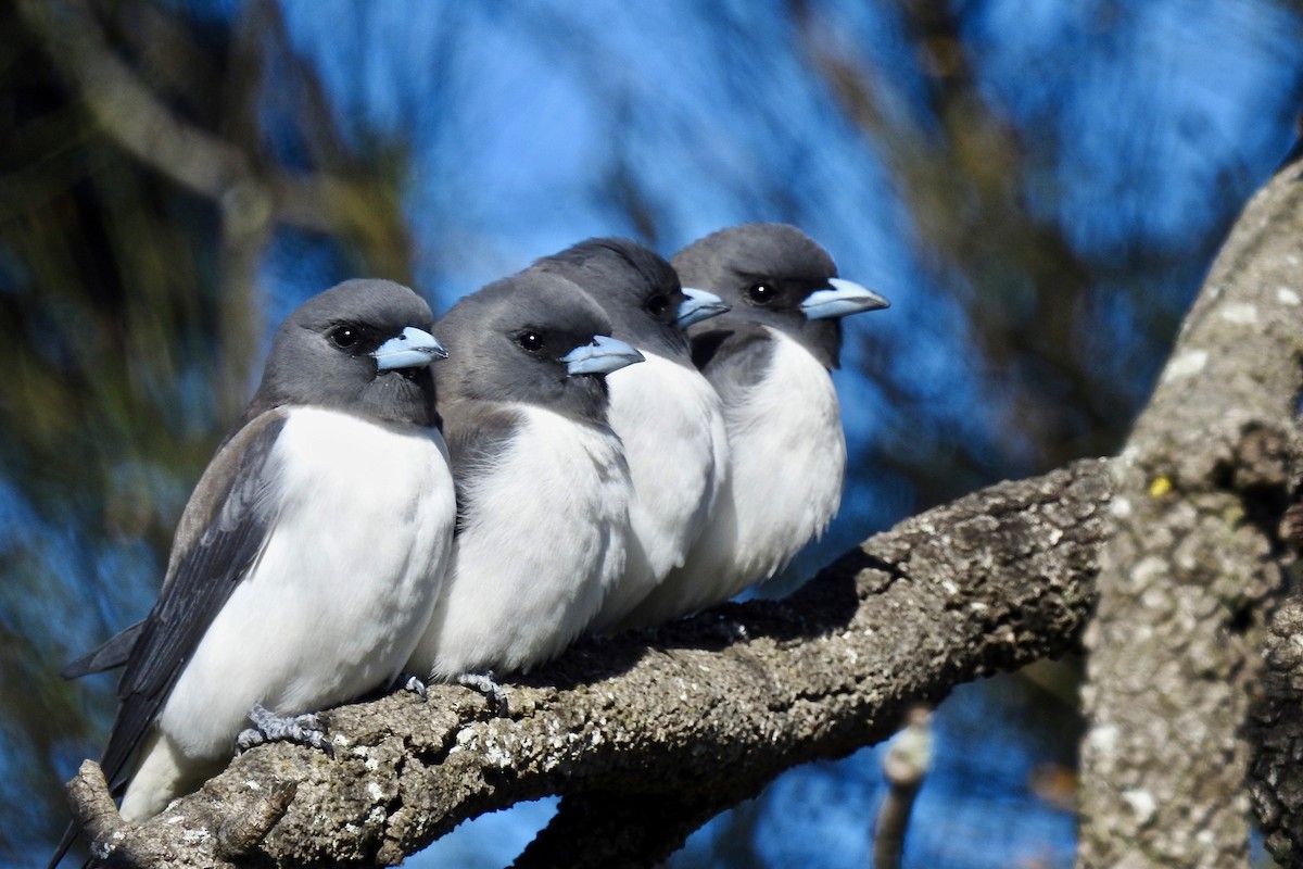 White-breasted Woodswallow - ML106786561