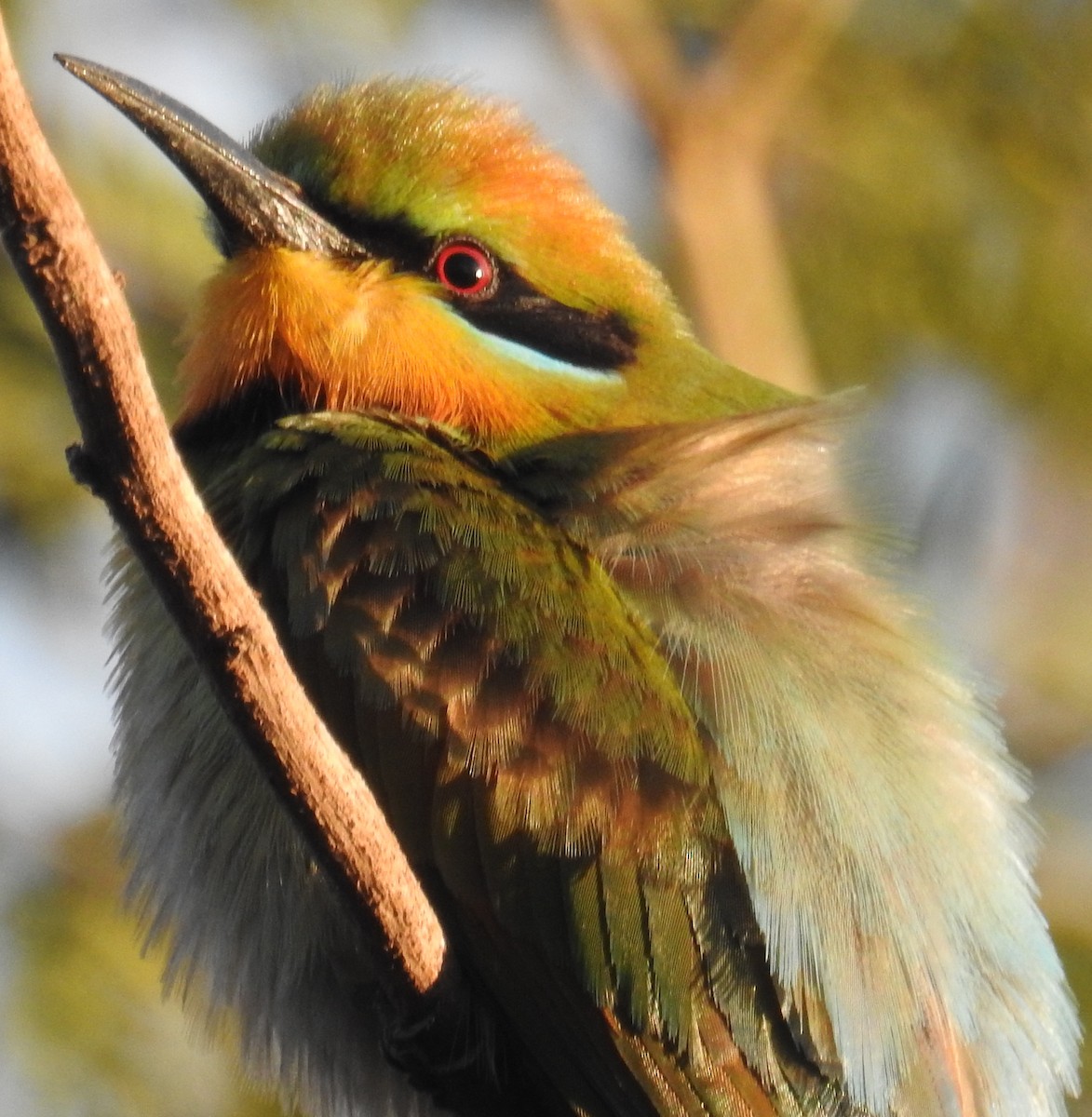 Rainbow Bee-eater - Colin Trainor