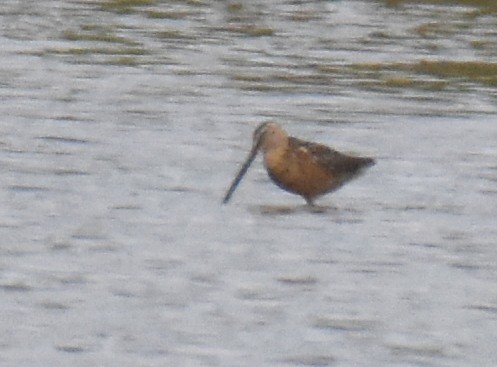 Long-billed Dowitcher - ML106789261