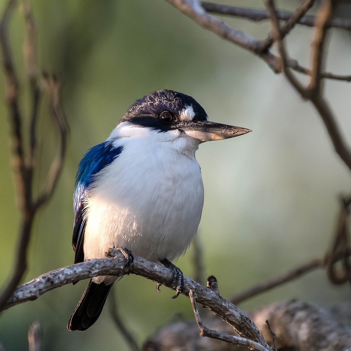 Forest Kingfisher - Terence Alexander