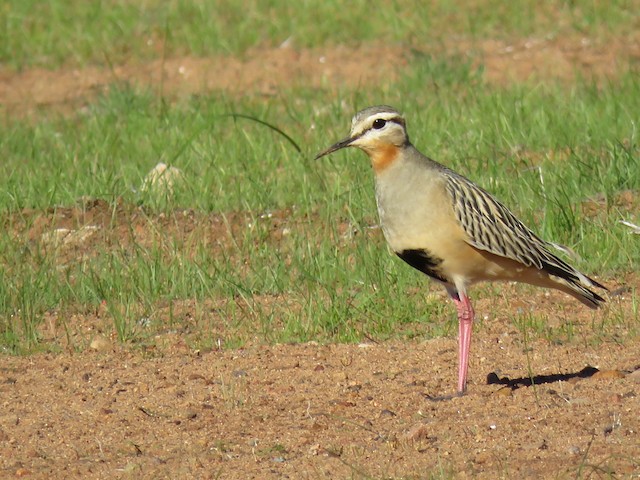 Definitive Basic Tawny-throated Dotterel (subspecies <em class="SciName notranslate">ruficollis</em>). - Tawny-throated Dotterel - 