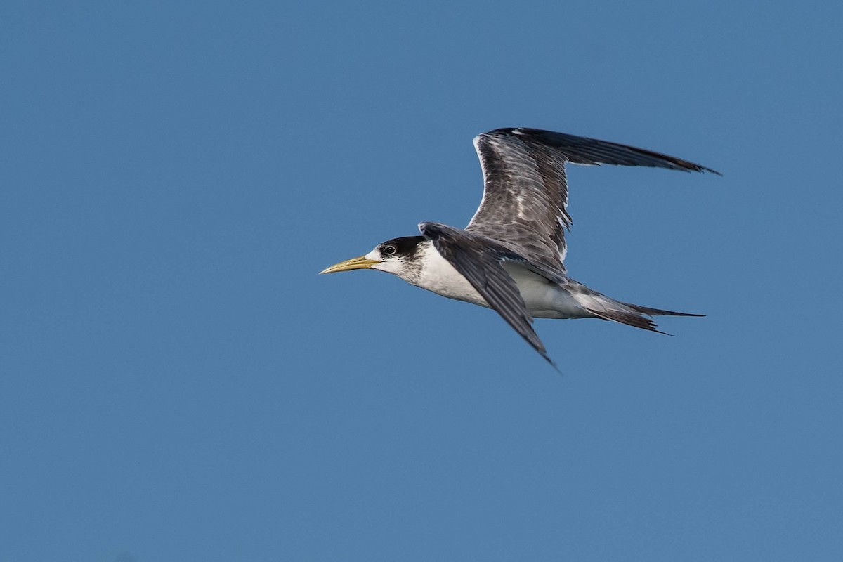 Great Crested Tern - ML106795791
