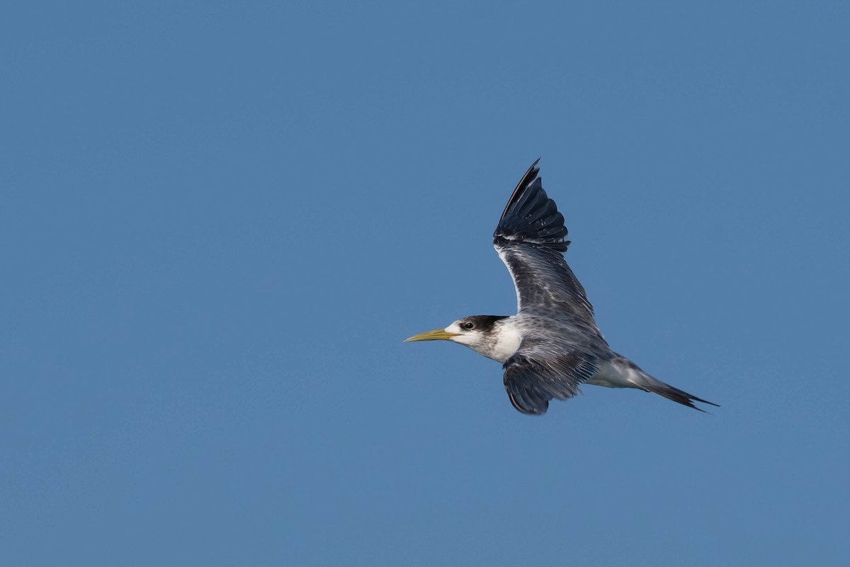 Great Crested Tern - ML106795801