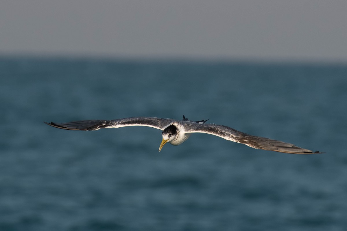 Great Crested Tern - ML106795831