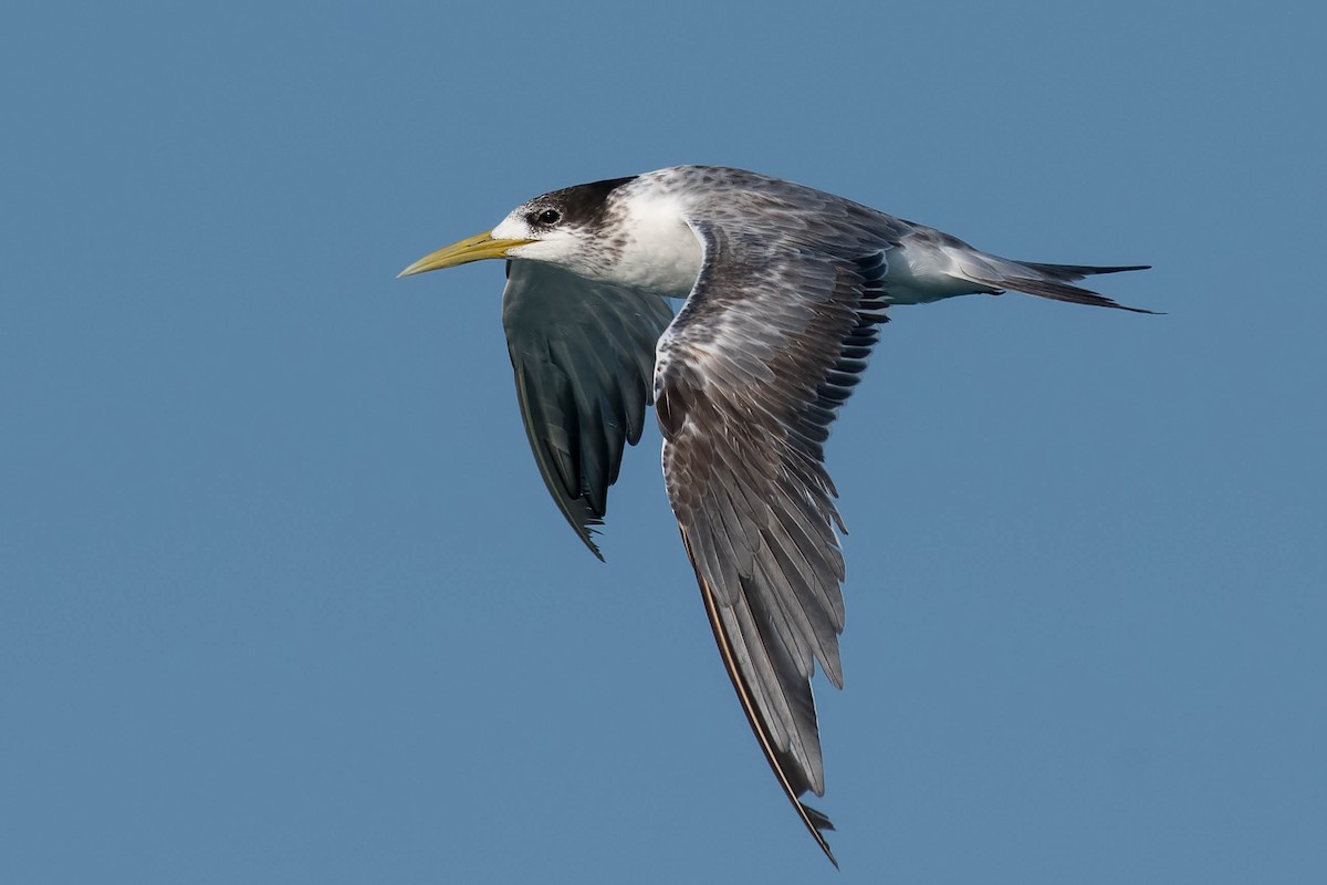 Great Crested Tern - ML106795841