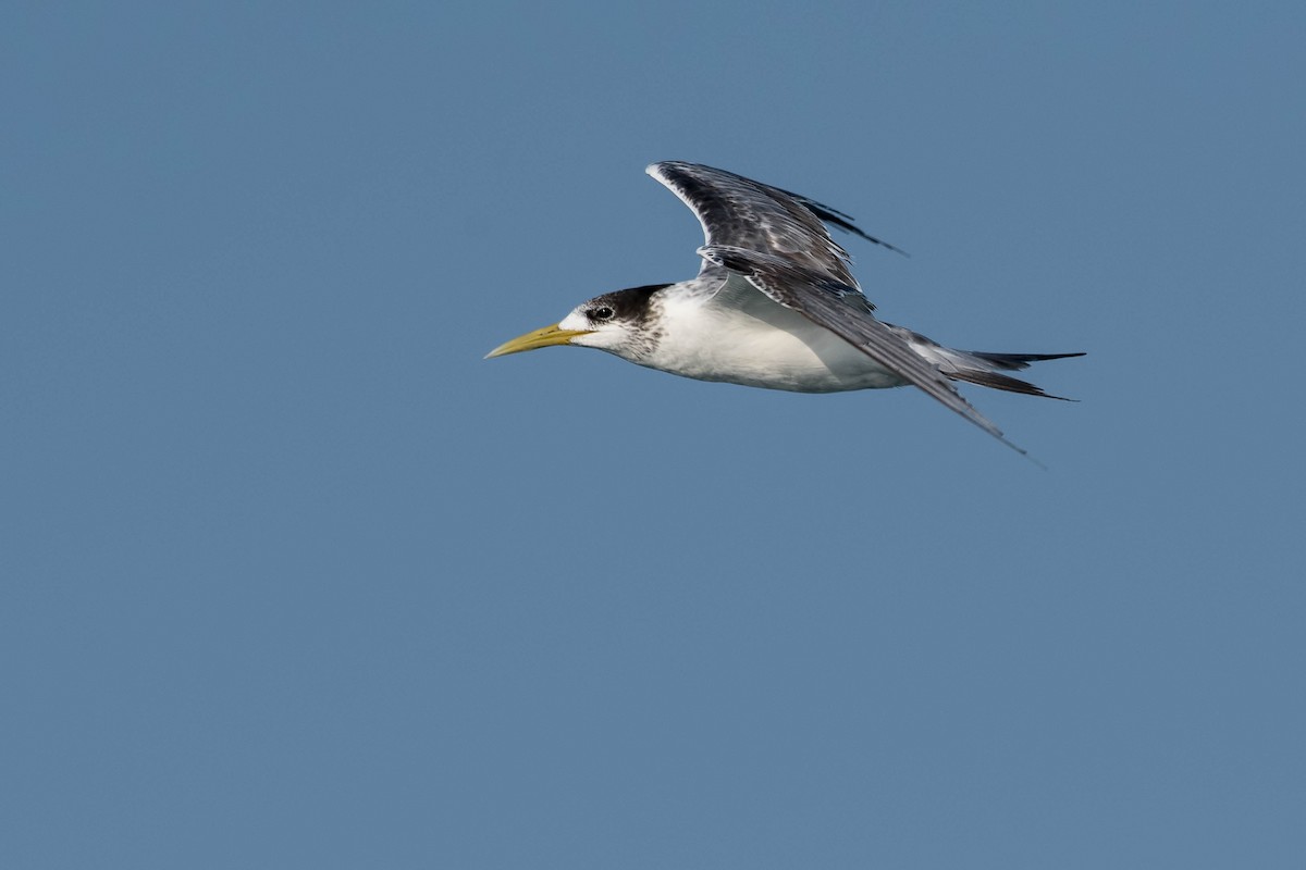 Great Crested Tern - ML106795861