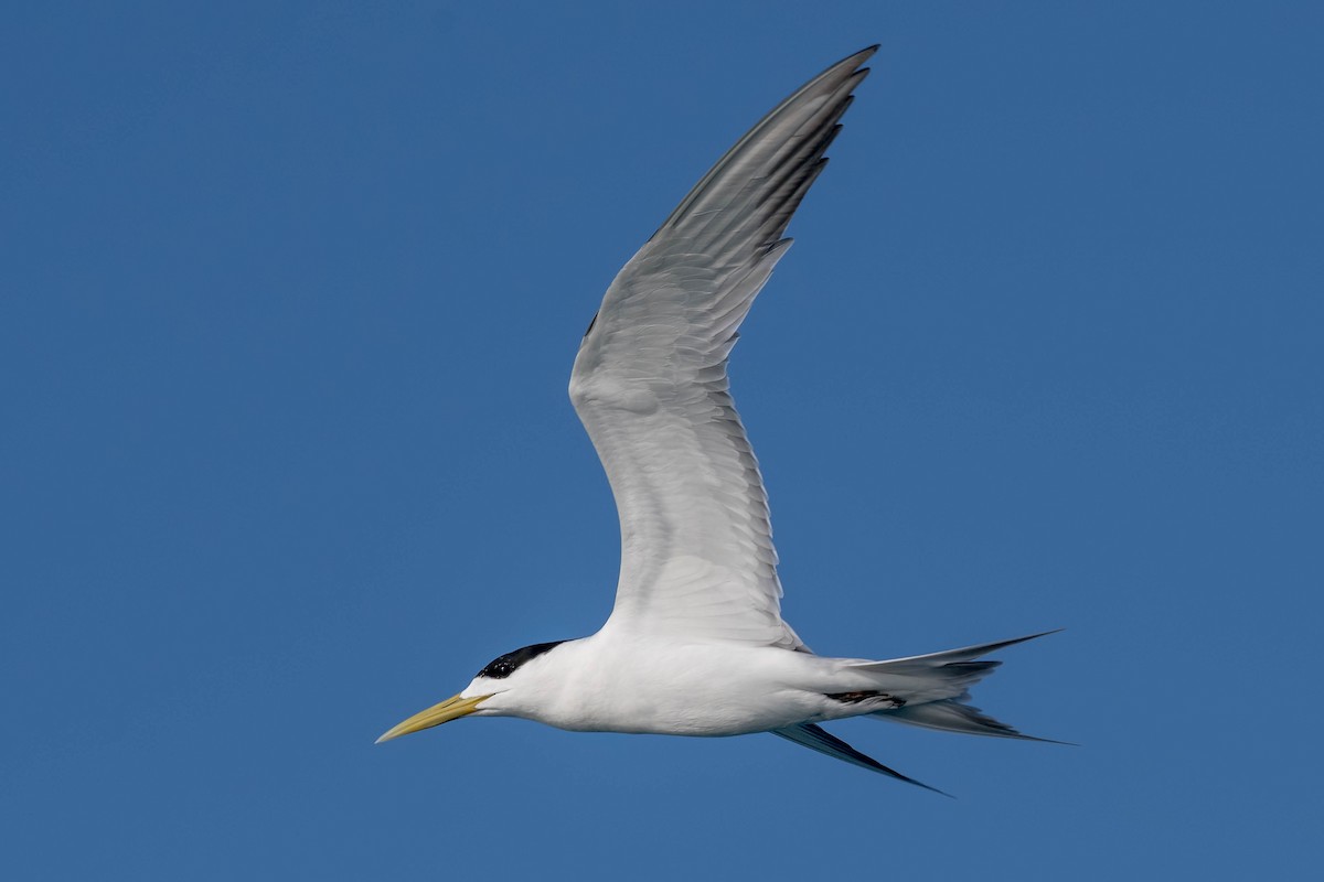 Great Crested Tern - ML106795871
