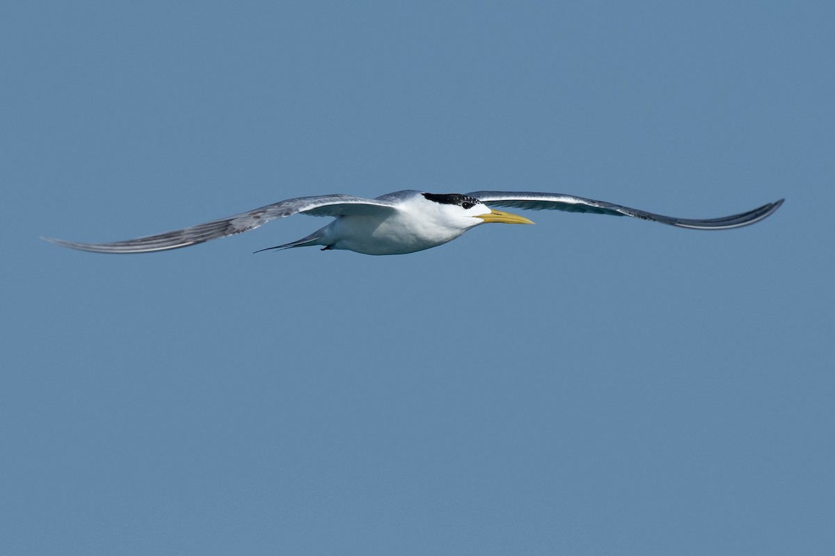 Great Crested Tern - ML106795891