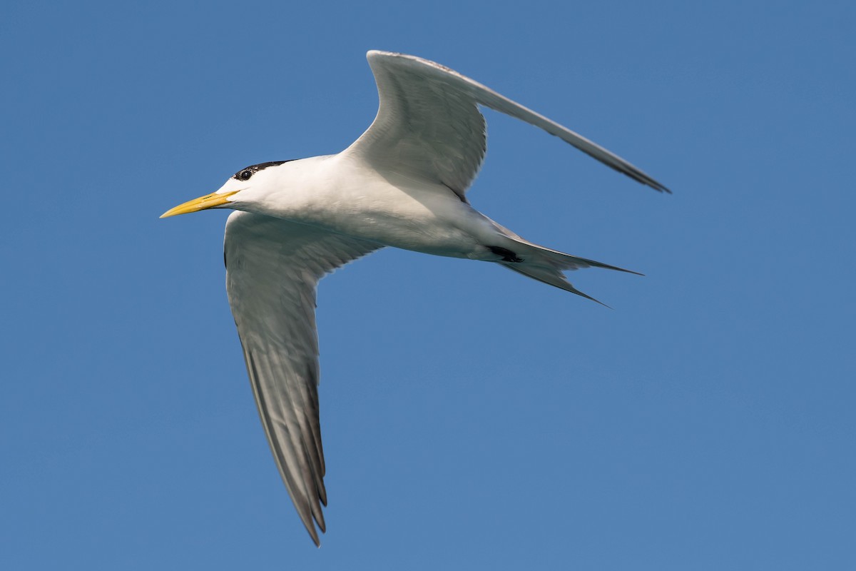 Great Crested Tern - Terence Alexander