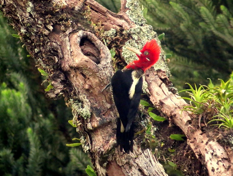 Robust Woodpecker - Diego Carús