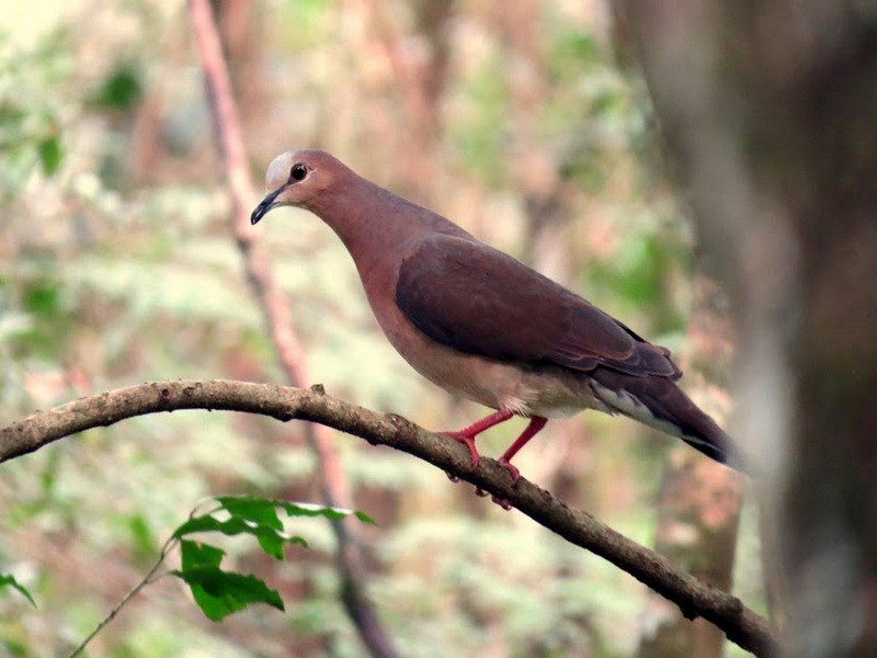 Gray-fronted Dove - ML106797251