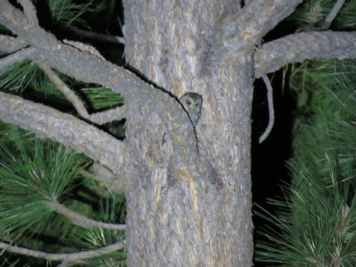 eBird Checklist 22 Jun 2018 Angeles Crest HwyBuckhorn to Islip