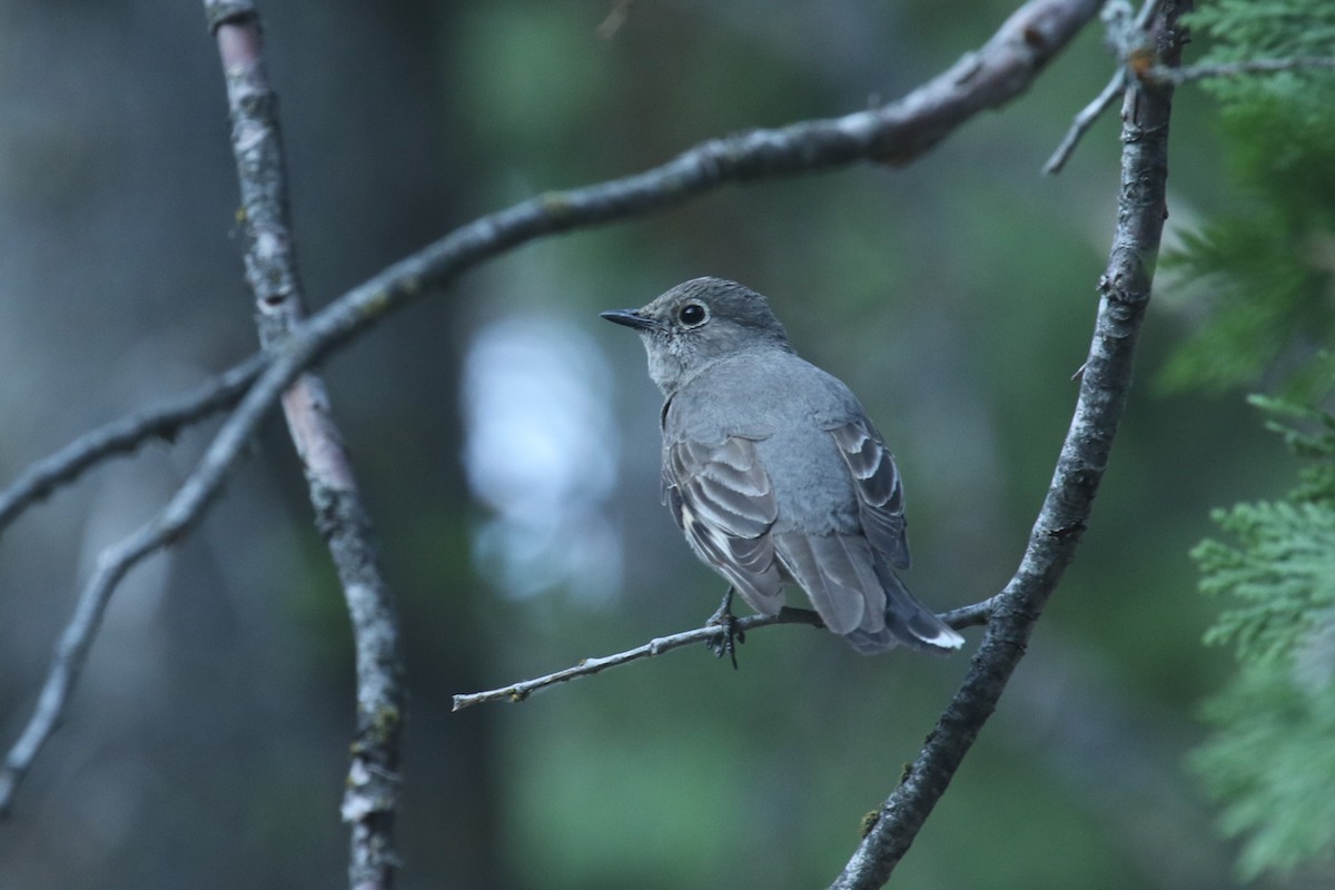 eBird Checklist - 6 Jul 2018 - Greenhorn Mtns.--FS 25S17 (Greenhorn ...