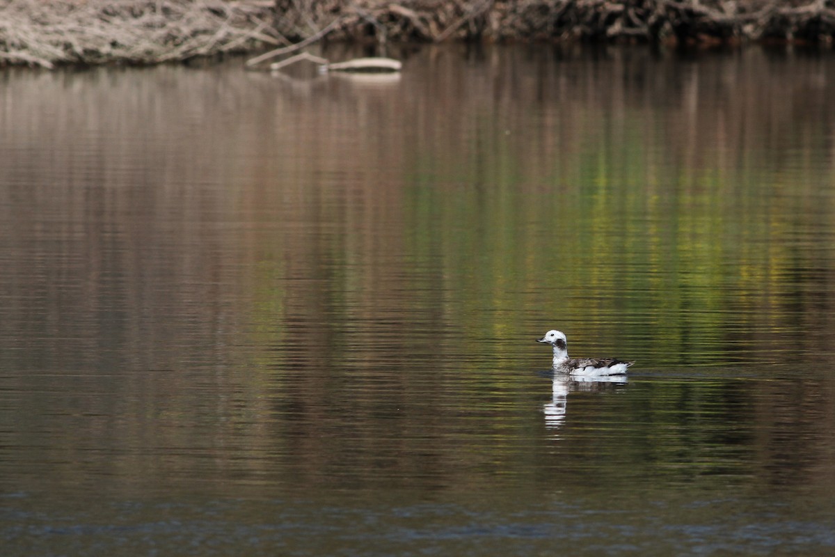 Long-tailed Duck - Jeff Ellerbusch