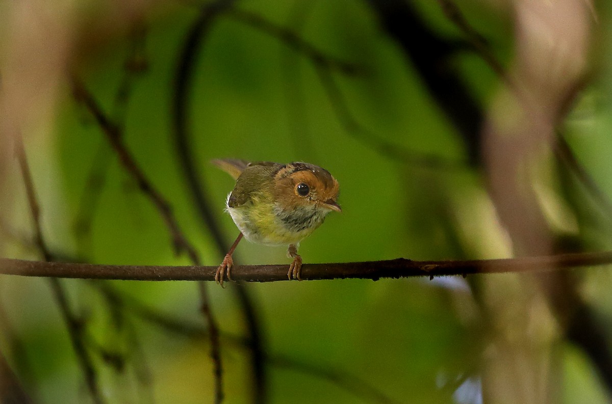 Rufous-faced Warbler - Gururaj  Moorching