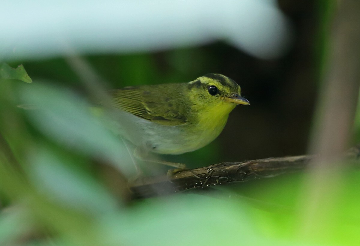Yellow-vented Warbler - ML106802721
