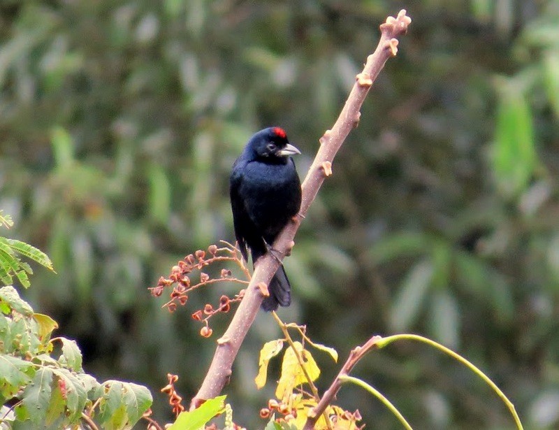 Ruby-crowned Tanager - Diego Carús