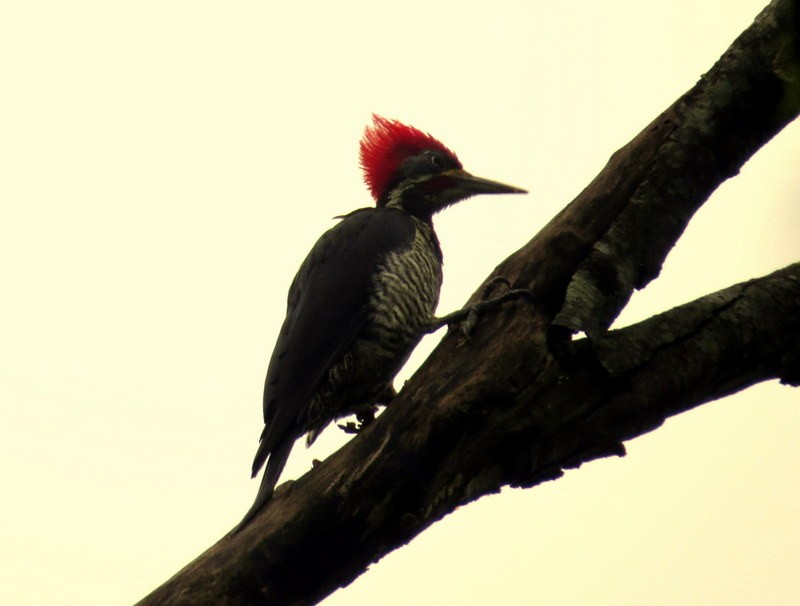 Lineated Woodpecker - Diego Carús