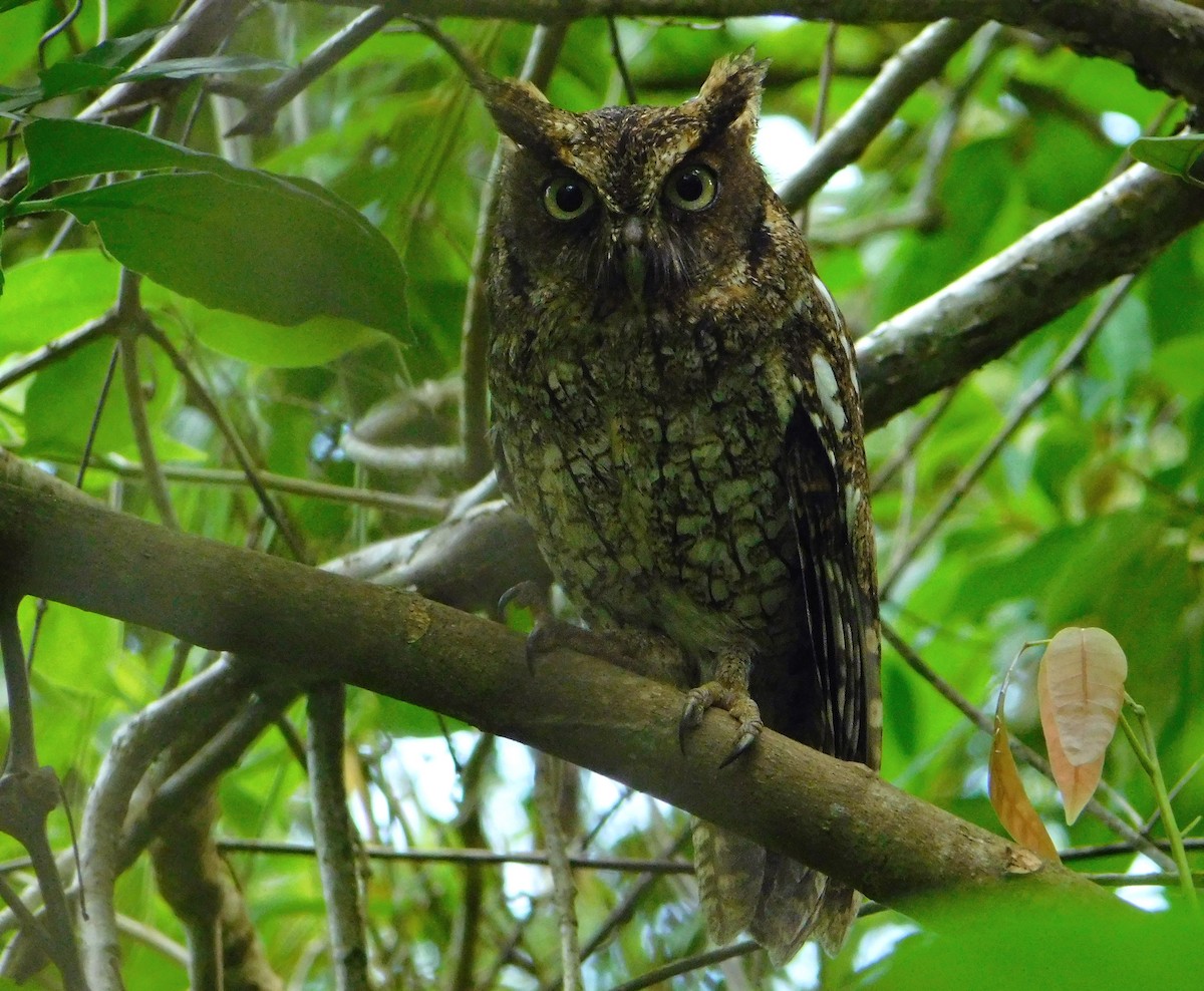 Middle American Screech-Owl - Jorge Dangel