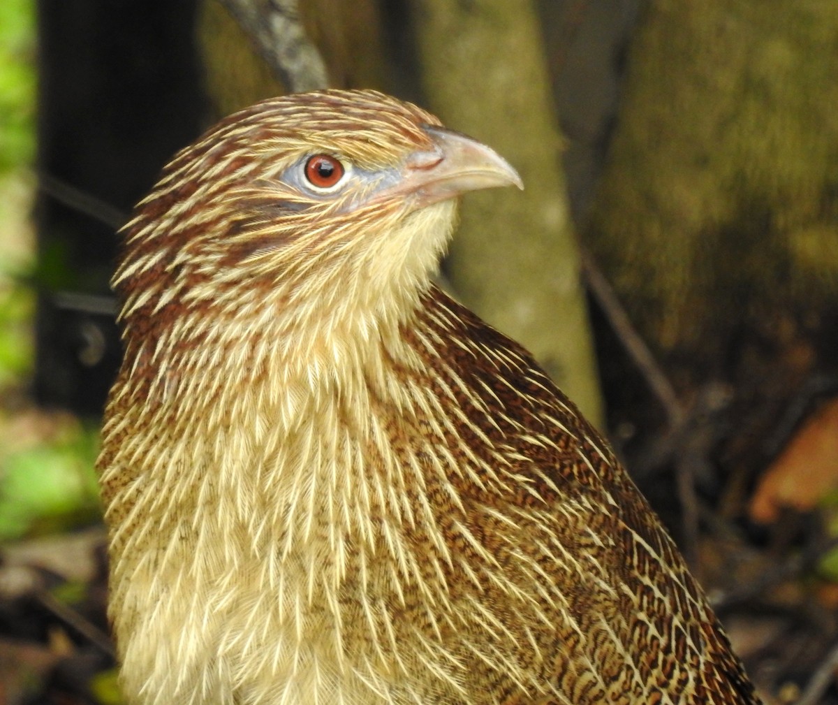 Pheasant Coucal (Pheasant) - Niel Bruce
